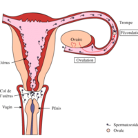Soigner cancer col l'utérus