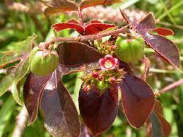 Utilité de Jatropha Rouge, c'est est un arbuste traditionnellement. Ainsi elle est utilisé en haie vive pour protéger des cultures
