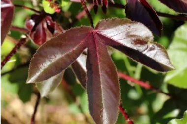 058-Quelles Sont Les Maladies Soignées Par le Jatropha Rouge?