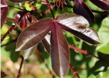 Quelles Sont Les Maladies Soignées Par le Jatropha Rouge