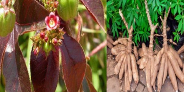Jatropha Rouge Jatropha Plante: Maladies Soignées avec Jatropha Rouge