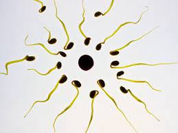 nécrozoospermie Traitement Naturel, c'est une affection du sperme. Celui-ci se traduit par un nombre important de spermatozoïdes morts.