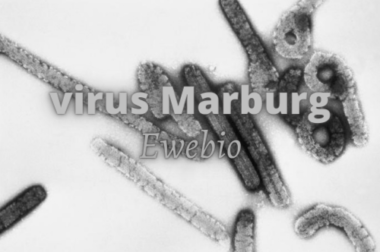 149-La fièvre hémorragique de Marburg: Tout Savoir sur le Virus