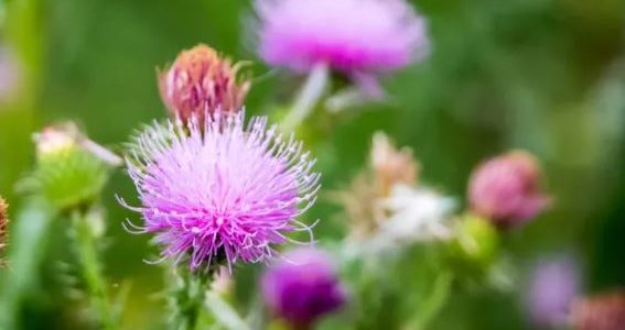 Hypertrophie de la Rate Remède Naturel Pour Splénomégalie