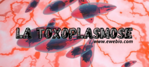 Connaître La Toxoplasmose et Soigner