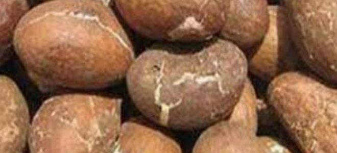 Comment Agrandir le Pénis avec le petit cola Naturellement